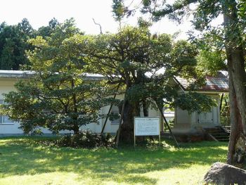 旧入徳館小のたぶの木：藩校の遺構